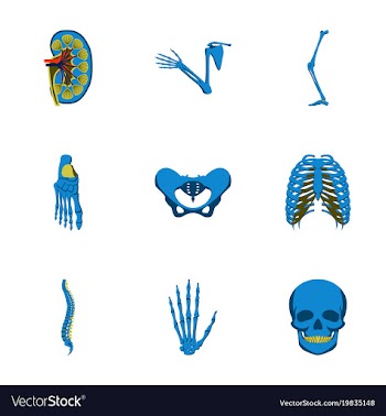 Icons set in flat style human bones vector image