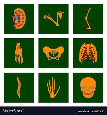 Icons set in flat style human bones vector image