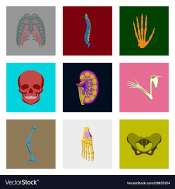 Icons set in flat style human bones vector image