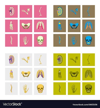 Icons set in flat style human bones vector image