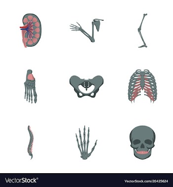 Icons set in flat style human bones vector image