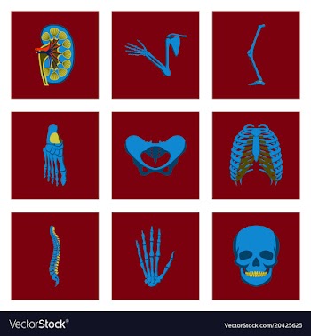 Icons set in flat style human bones vector image