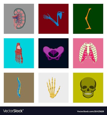 Icons set in flat style human bones vector image