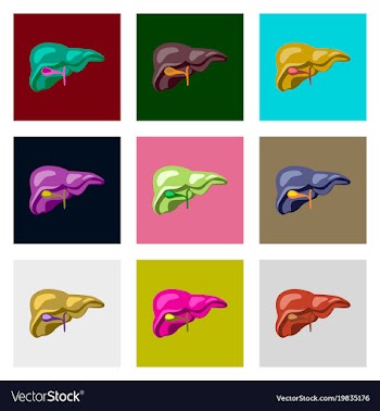 Icons set in flat style human organ liver vector image