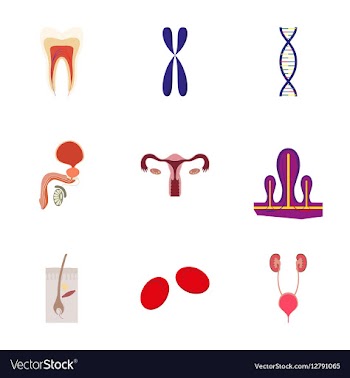 Icons set in flat style human organs cell vector image
