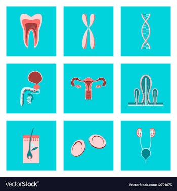 Icons set in flat style human organs cell vector image