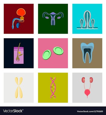 Icons set in flat style human organs cell vector image