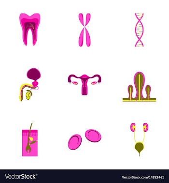 Icons set in flat style human organs cell vector image