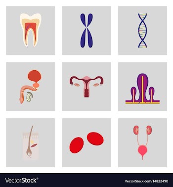 Icons set in flat style human organs cell vector image