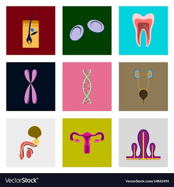 Icons set in flat style human organs cell vector image