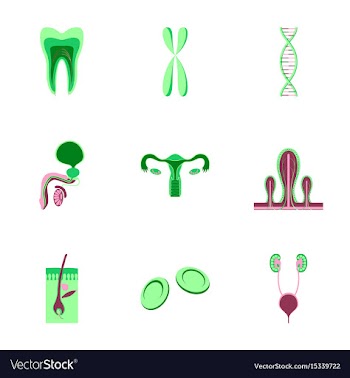 Icons set in flat style human organs cell vector image