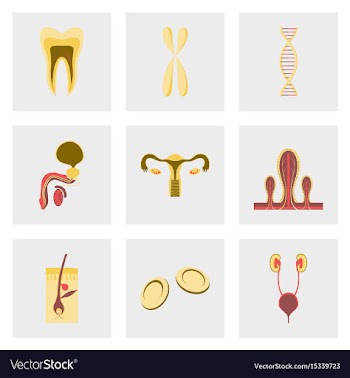 Icons set in flat style human organs cell vector image