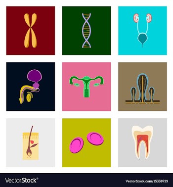 Icons set in flat style human organs cell vector image