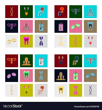 Icons set in flat style human organs cell vector image