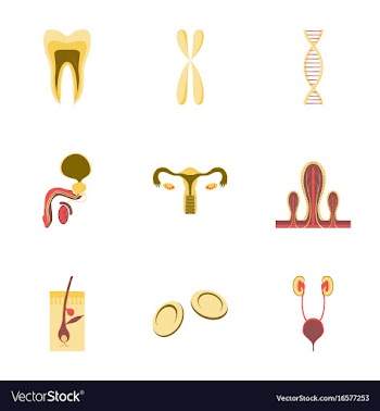 Icons set in flat style human organs cell vector image