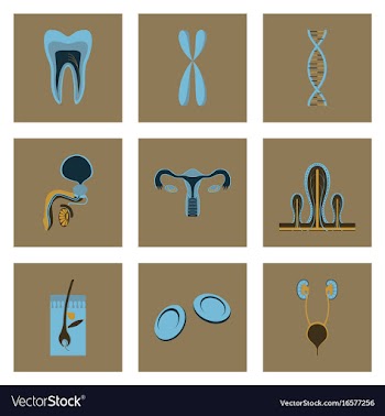 Icons set in flat style human organs cell vector image