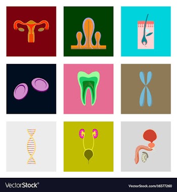 Icons set in flat style human organs cell vector image