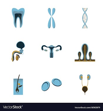 Icons set in flat style human organs cell vector image