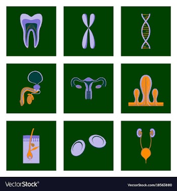 Icons set in flat style human organs cell vector image