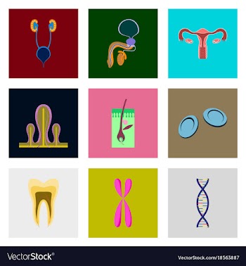 Icons set in flat style human organs cell vector image