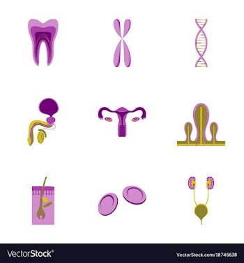 Icons set in flat style human organs cell vector image