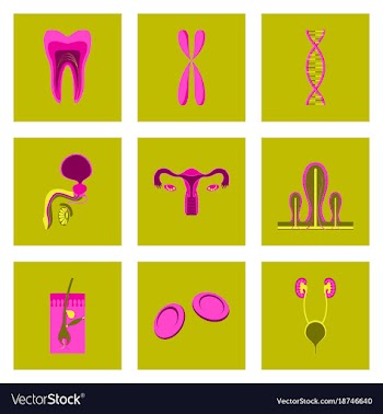 Icons set in flat style human organs cell vector image