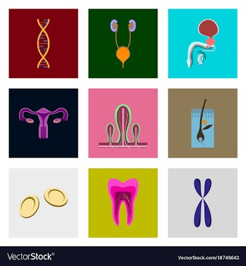 Icons set in flat style human organs cell vector image