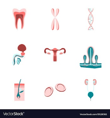 Icons set in flat style human organs cell vector image