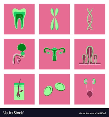 Icons set in flat style human organs cell vector image