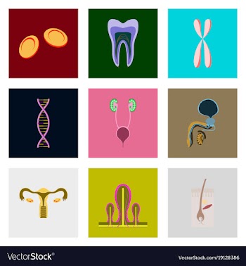 Icons set in flat style human organs cell vector image