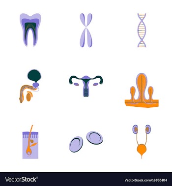 Icons set in flat style human organs cell vector image
