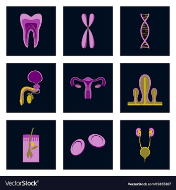 Icons set in flat style human organs cell vector image