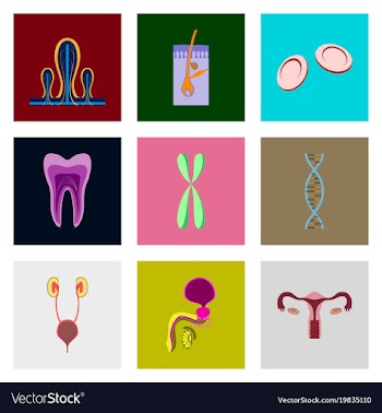 Icons set in flat style human organs cell vector image