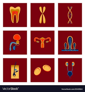 Icons set in flat style human organs cell vector image