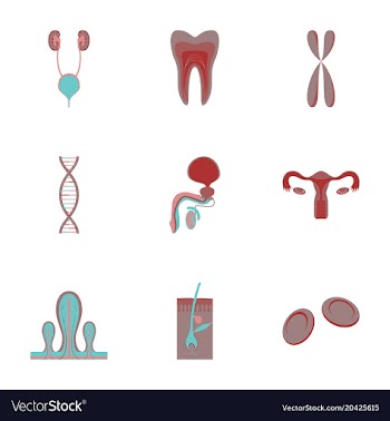 Icons set in flat style human organs cell vector image