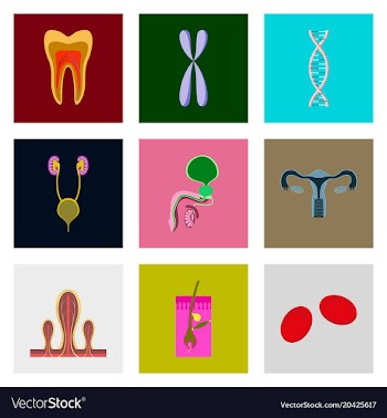 Icons set in flat style human organs cell vector image