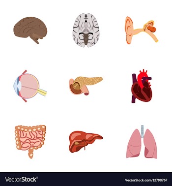 Icons set in flat style human organs vector image