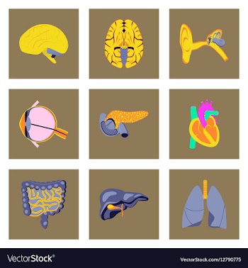 Icons set in flat style human organs vector image