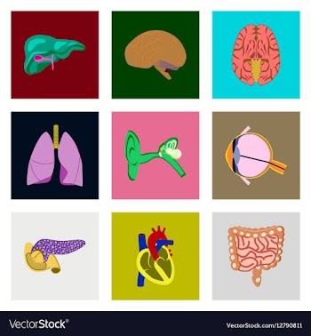 Icons set in flat style human organs vector image
