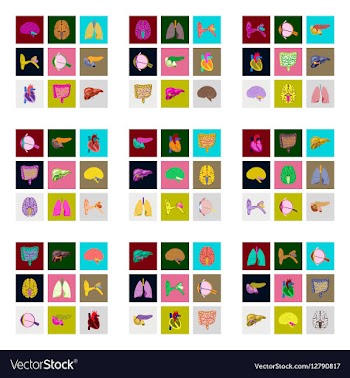 Icons set in flat style human organs vector image
