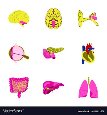 Icons set in flat style human organs vector image