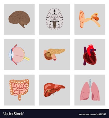 Icons set in flat style human organs vector image