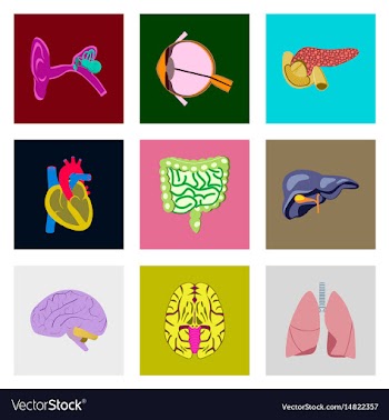 Icons set in flat style human organs vector image