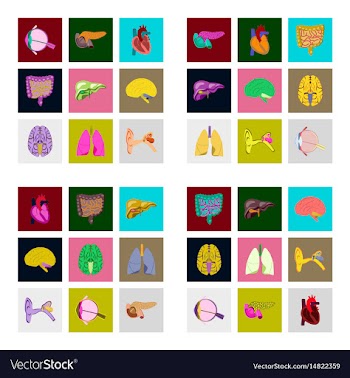 Icons set in flat style human organs vector image