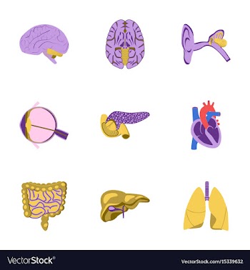 Icons set in flat style human organs vector image