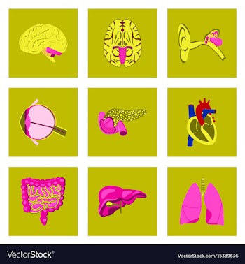 Icons set in flat style human organs vector image