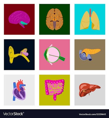 Icons set in flat style human organs vector image