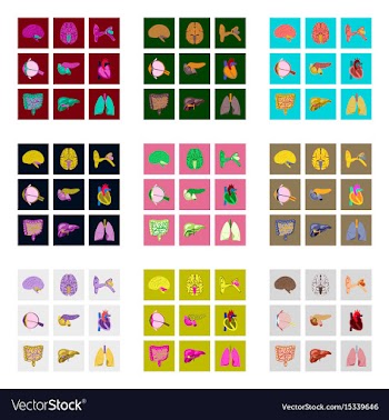 Icons set in flat style human organs vector image
