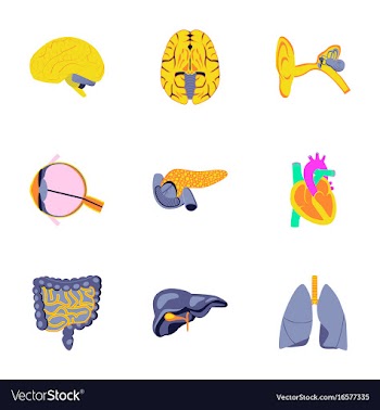 Icons set in flat style human organs vector image