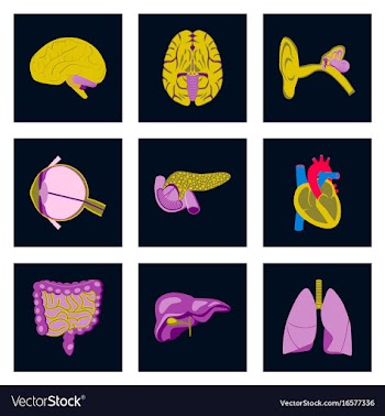 Icons set in flat style human organs vector image